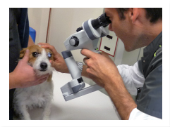 clinique-veterinaire-du-soleil-aimargues-ophtalmologie-oculaire