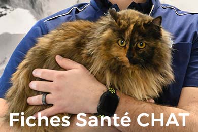 Fiches Santé Chat