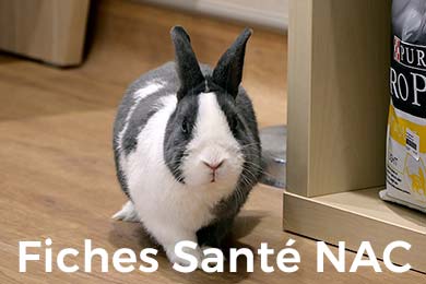 Fiches Santé NAC