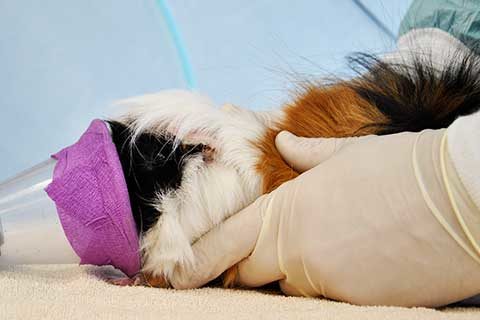 NAC, les Nouveaux Animaux de Compagnie